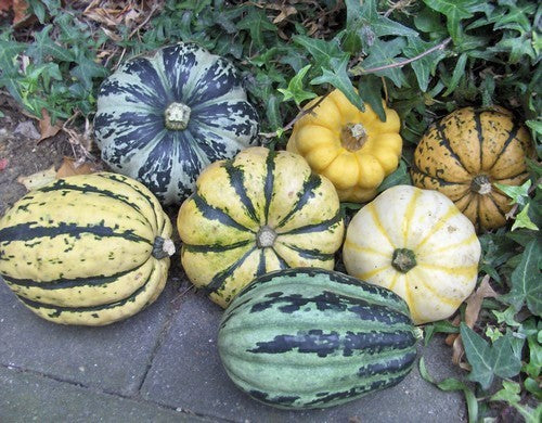 Pompoenen 'Dollop Mix'