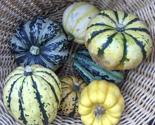Pompoenen 'Dollop Mix'