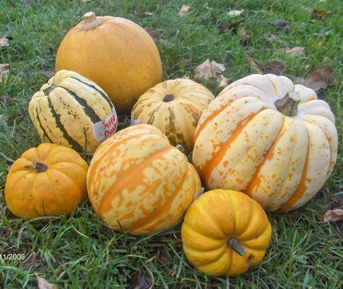 Pompoenen 'Dollop Mix'