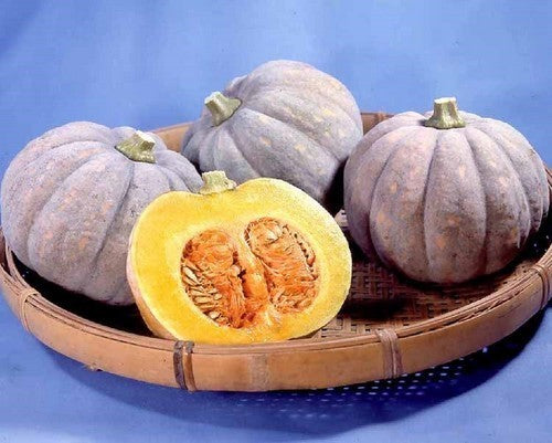 Squash 'Early Price'