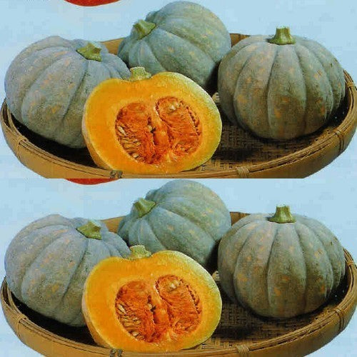 Squash 'Early Price'