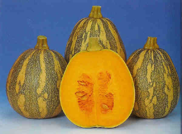 Pompoenen 'Fairy' F1