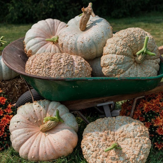 Pumpkin 'Funnel Cake' F1