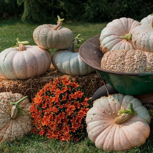Pumpkin 'Funnel Cake' F1