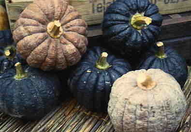 Pompoenen 'Futsu Black Rinded' / ´Hayato´