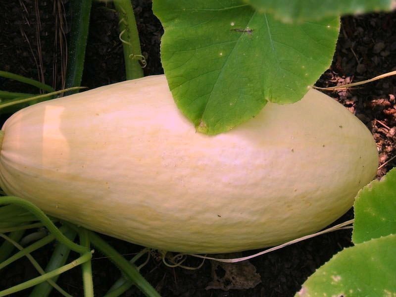 Squash 'Georgia Candy Roaster'