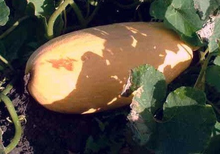 Squash 'Georgia Candy Roaster'
