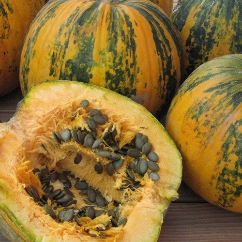 Naked Seeded, Hulless 'Gleisdorfer Ölkürbis' / 'Olga'