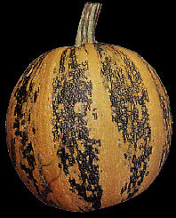 Naked Seeded, Hulless 'Gleisdorfer Ölkürbis' / 'Olga'
