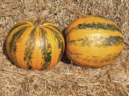 Naked Seeded, Hulless 'Gleisdorfer Ölkürbis' / 'Olga'