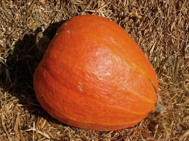Pumpkins 'Golden Delicious'