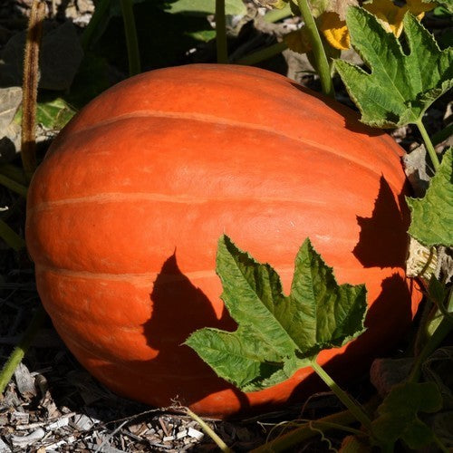 Pumpkins 'Golden Delicious'
