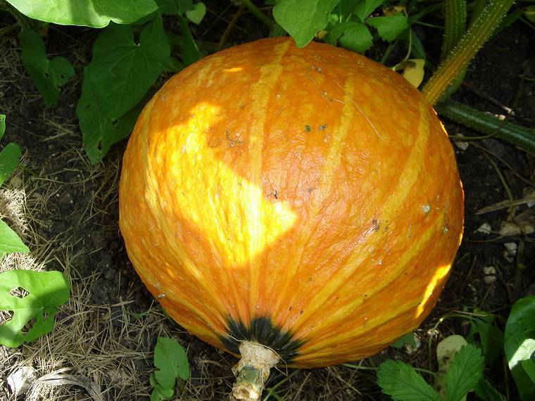 Pumpkins 'Golden Delicious'