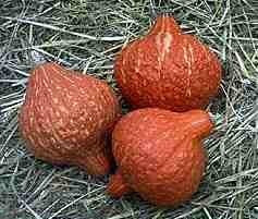 POMPOENEN 'Golden Hubbard'