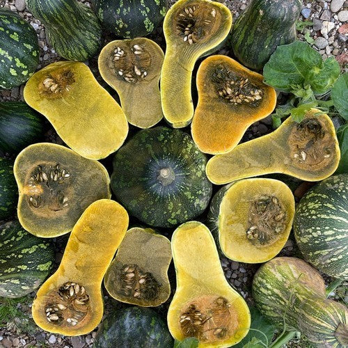 Pompoenen 'Guatemalan Green Ayote' / 'Guatemalan Green-F'