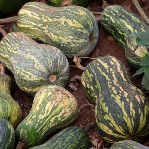 Pompoenen 'Guatemalan Green Ayote' / 'Guatemalan Green-F'