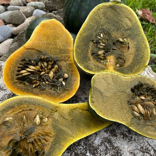 Pompoenen 'Guatemalan Green Ayote' / 'Guatemalan Green-F'