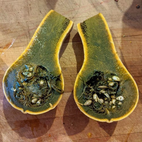 Pompoenen 'Guatemalan Green Ayote' / 'Guatemalan Green-F'