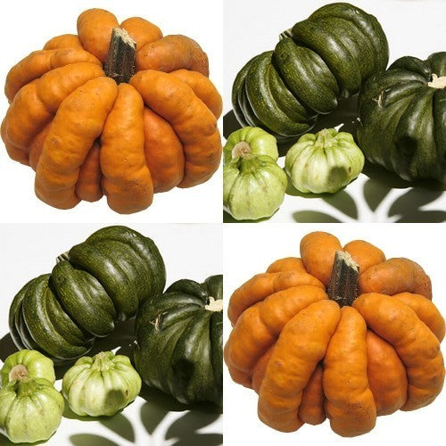 Pompoenen 'Guicoy'