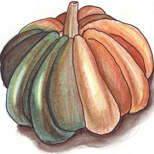 Pompoenen 'Guicoy'