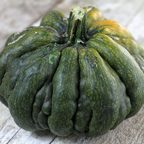 Pompoenen 'Guicoy'
