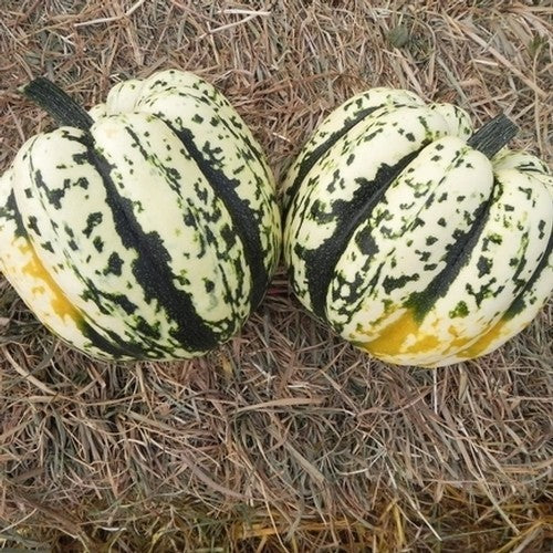 Pompoenen 'Heart of Gold' F1 / 'Harlequin' F1