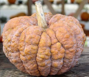 Pompoenen 'Hidemi'