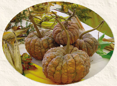 Pompoenen 'Hidemi'