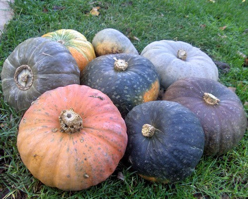 Pompoenen 'Hokkaido Mix'