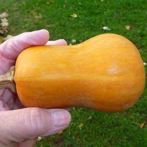 Pompoenen 'Honeynut'