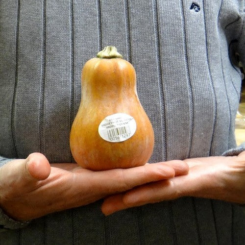 Pompoenen 'Honeynut'