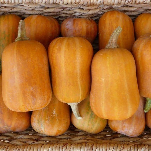Pompoenen 'Honeynut'