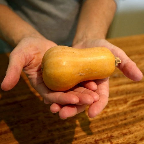 Pompoenen 'Honeynut'