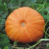 Pompoenen 'Hundredweight'