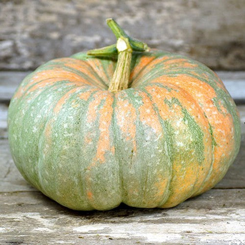 Pumpkins 'Iran'
