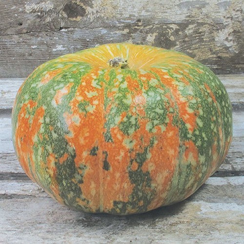 Pumpkins 'Iran'