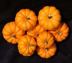 Pompoenen 'Jack Be Little' / 'Jack B Quick' / 'Mandarin' / ''