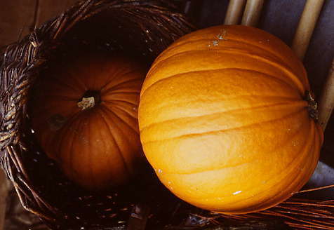 Pompoenen 'Jack O Lantern'