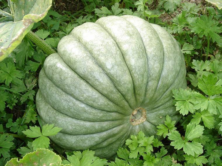 Pompoenen 'Jarrahdale'