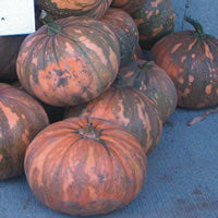 Pumpkins 'la Estrella' F1