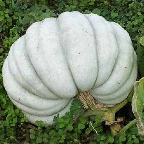 Pumpkins 'Kestane Kabagi' / 'Kestane Kabağı'