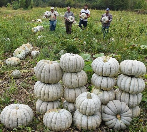 Pumpkins 'Kestane Kabagi' / 'Kestane Kabağı'