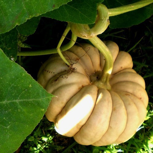 Pompoenen 'Kikuza'