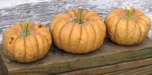 Pompoenen 'Kikuza'