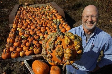 Pompoenen 'Knuckle Head' F1