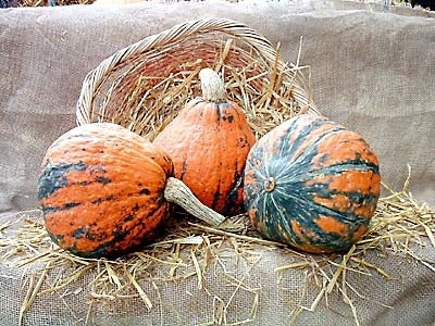 Pumpkins 'Lakota'