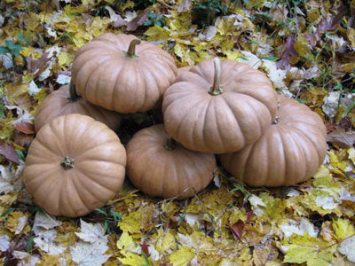 Pompoenen 'Long Island Cheese' / 'Tancheese'