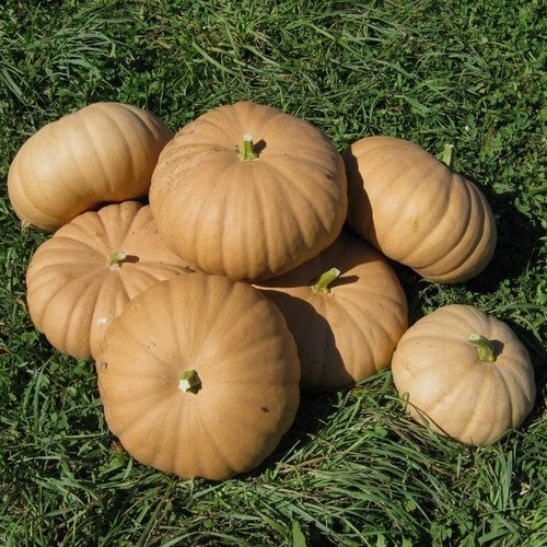 Pompoenen 'Long Island Cheese' / 'Tancheese'
