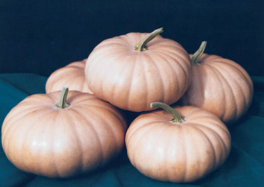 Pompoenen 'Long Island Cheese' / 'Tancheese'
