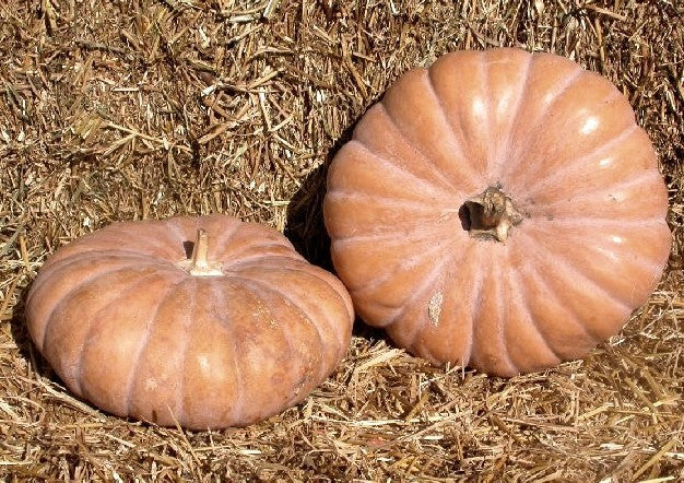 Pompoenen 'Long Island Cheese' / 'Tancheese'